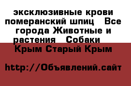 эксклюзивные крови-померанский шпиц - Все города Животные и растения » Собаки   . Крым,Старый Крым